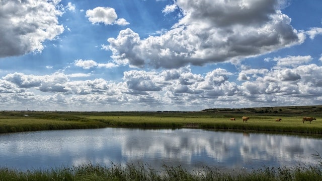 cleaners basildon