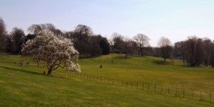 cleaning hampstead