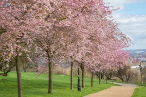 deep cleaning muswell hill
