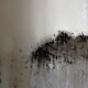 how to kill mould