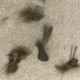 cat hair on carpet